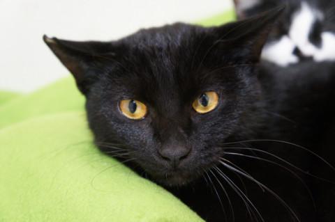 ハスキーボイスの黒猫くん