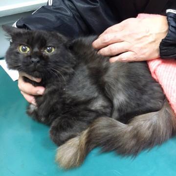子猫の里親募集中！！ノエルちゃん♪