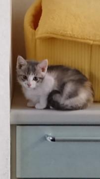 かわいい子猫か