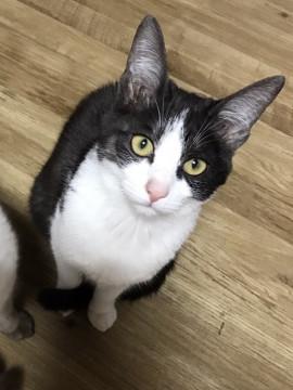 ハチワレ子猫