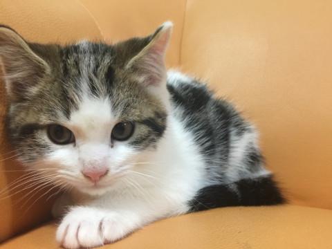 賢い子猫で〜す