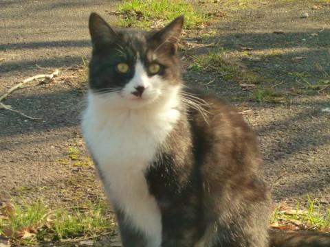 半長毛？の仔猫ちゃん