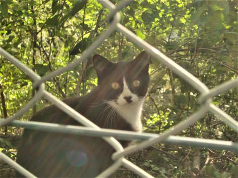 白黒ハチワレの仔猫ちゃん