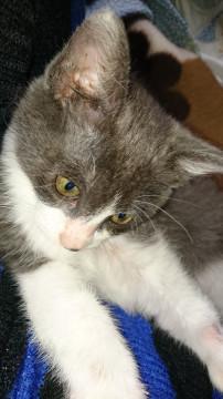 元気な２ヶ月の男の子