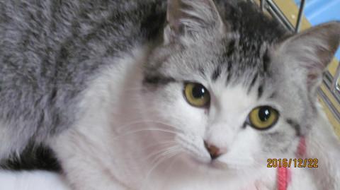 可愛い猫です。よろしく。