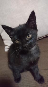 かわいい黒猫ちゃん☆