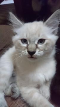 綺麗な柄の猫ちゃん☆