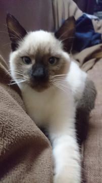 元気な猫ちゃん☆