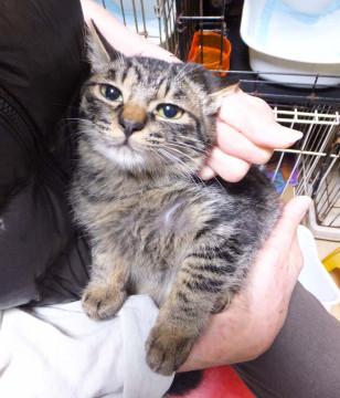 子猫の里親募集中！！拓ちゃん♪