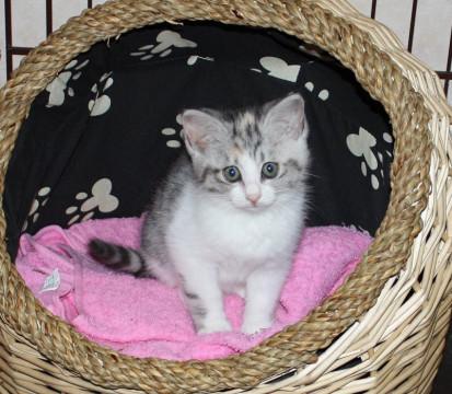 パステル三毛の女の子です。