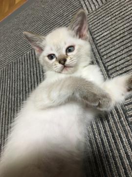 11月2日生まれの4匹