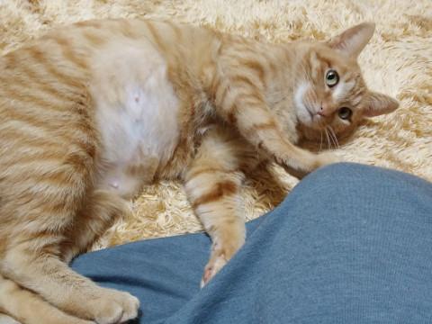 控えめ甘えた女子です