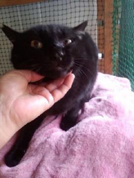 クマ君、不妊済み