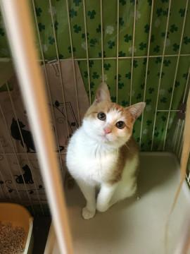 茶トラ白　生後4か月の美少女　