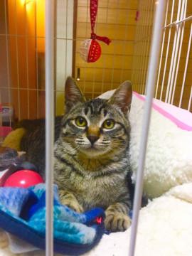 野良の子を保護しました