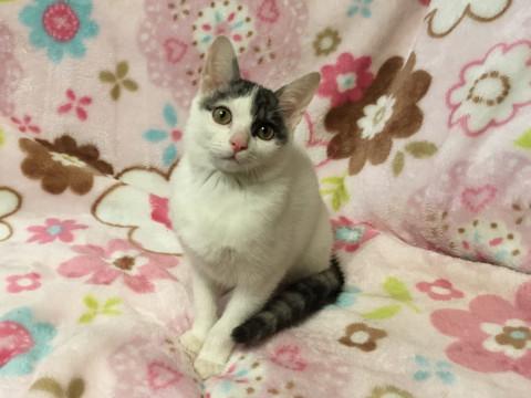 とっても元気で猫も人も大好きな美人さん！