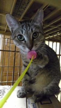 好奇心旺盛きじとら女の子