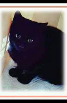 優しいとっても可愛い男の子です。