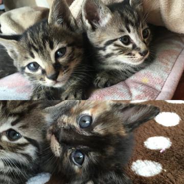 生後1カ月の仔猫です