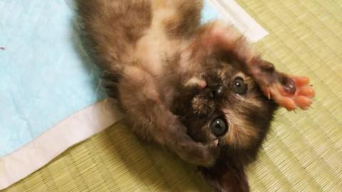 生後１ヶ月のサビ子猫 里親募集中！