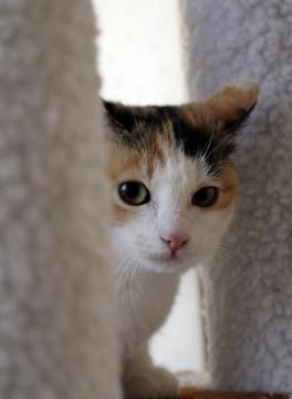 熊本から来ました星子です！