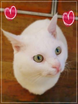 白猫のしろたん