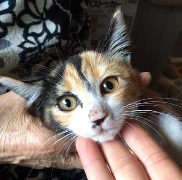子猫の里親募集中！！タバサちゃん♪