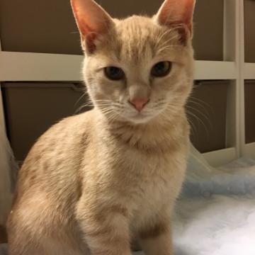 ミルクティー色の男の子