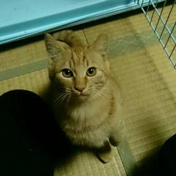 ちゃとらくん
