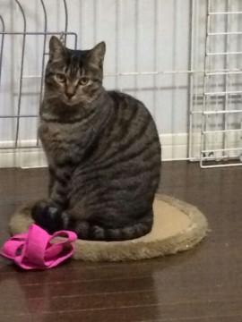 控えめに甘える可愛らしい女の子