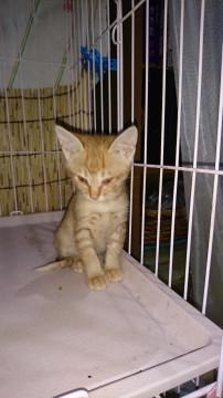 ノラちゃんの子猫ちゃんの子猫達
