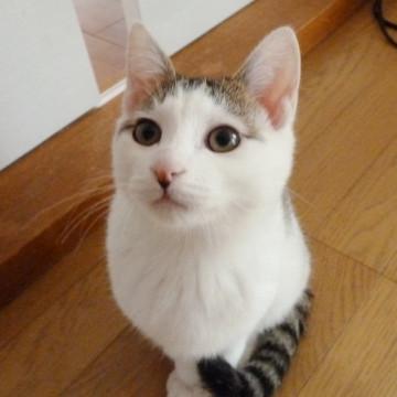 天使の羽を持って生まれた男の子