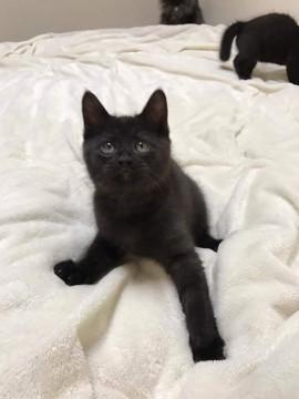 3ヶ月の子猫