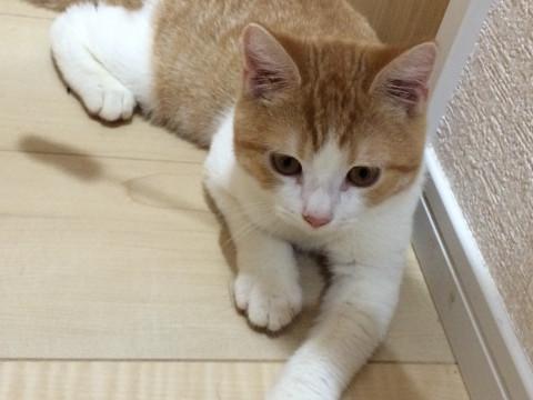 イケメン脚長マンチカン甘えん坊