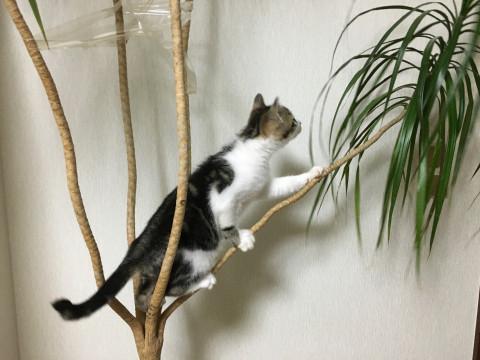 おてんば仔猫。私の肩まで登って来ます。