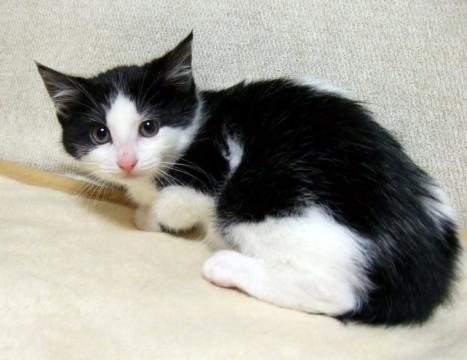 ピンクのお鼻の聡明美少女　コウちゃん