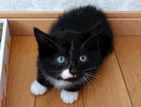 ビビりん坊な草食系男子　ペップくん