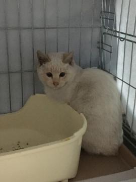 野良猫16日リリース予定です