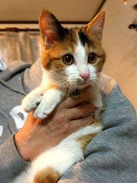 おてんば三毛ちゃん