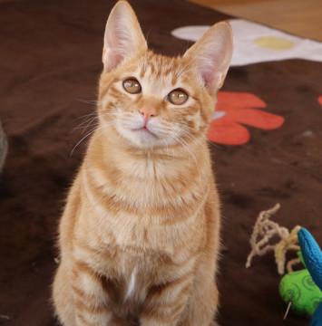 表情豊かな美猫 茶トラ♀