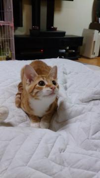 すくすく元気!可愛い盛りの四兄弟
