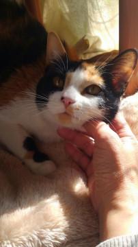 性格のいい子で人好きなおりこうさん