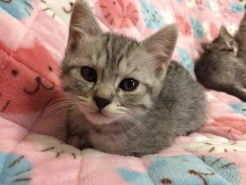 まん丸フワフワ子猫ちゃんです