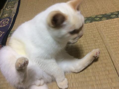 フワフワちゃん