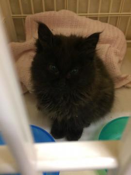 愛らしい長毛種美人