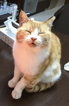 甘えん坊ふてニャン/2月迄/3月リリース