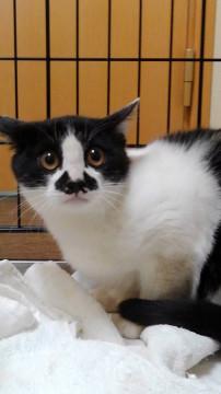 白黒チャップリン顔　６か月齢