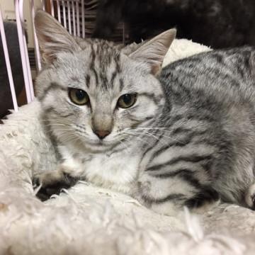 フワフワな毛並みで、可愛いです