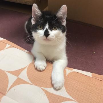 3ヶ月にして思慮深い仔猫