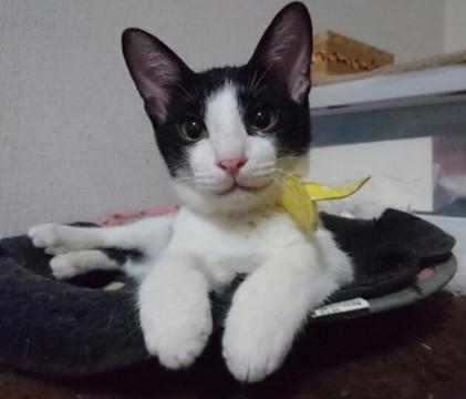 超びびりんなおひざ猫「はっちん」